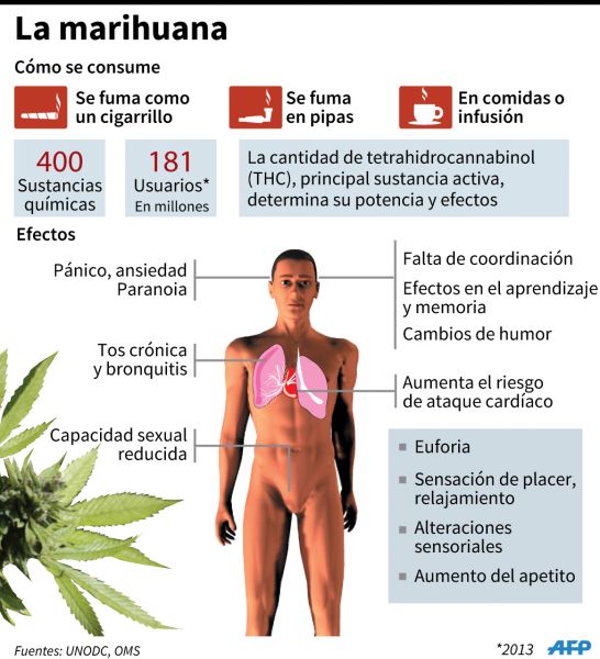 Archivo:Marihuana13.jpg